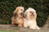 LHASSA APSO 146